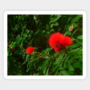 These fuzzy red flowers make me smile Sticker